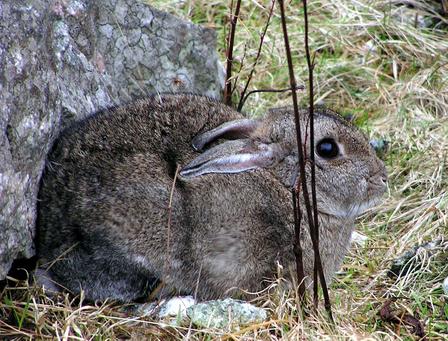 bunny hiding from winds on Harris