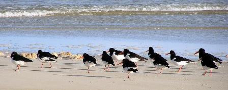 Oystercatchers