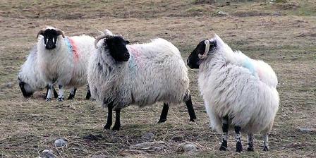 sheep evaluation
