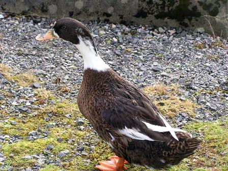 hungry duck