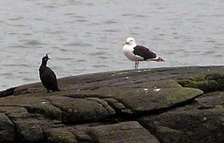 shag and black-backed gull