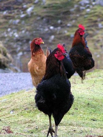 chickens at Pairc