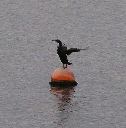 cormorant