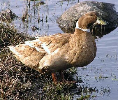 duck at Carloway