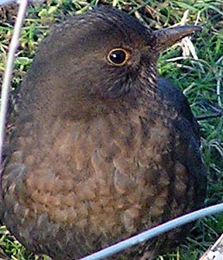 female black bird