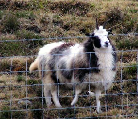 goat at Pairc