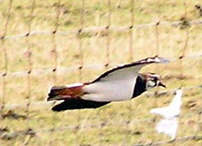 Lapwing