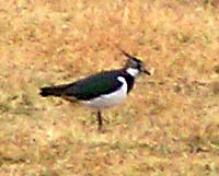 lapwing