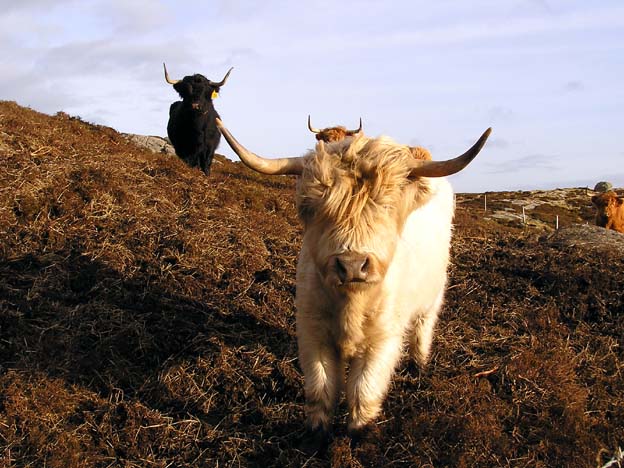 Sandy's Cows