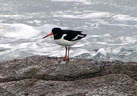 oystercatcher