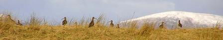 curlews